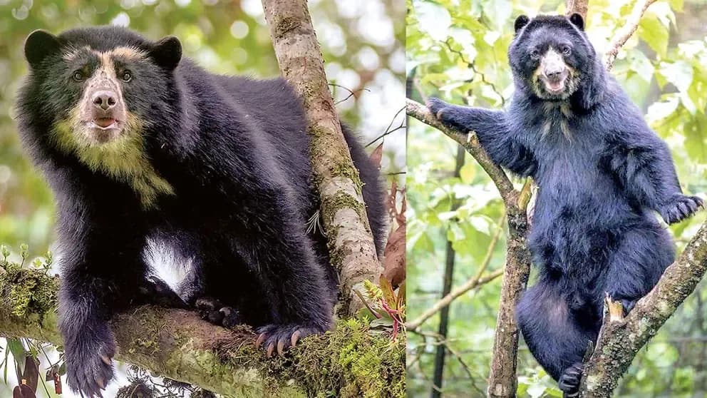Fotografía de Suspenden audiencia y postergan juicio por la muerte de un oso jucumari
