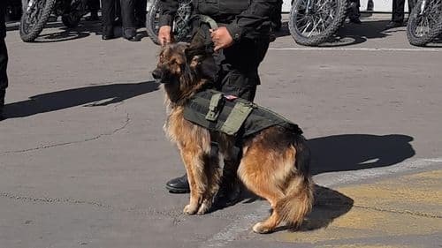 De callejero a oficial honorífico: Rex, el perro que se ganó un lugar en la Policía Boliviana