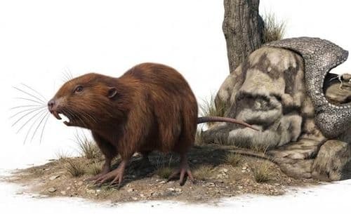 Descubren en Chuquisaca un fósil de uno de los roedores más antiguos