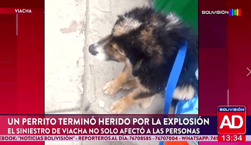 Un perrito también resultó herido tras la explosión en Viacha