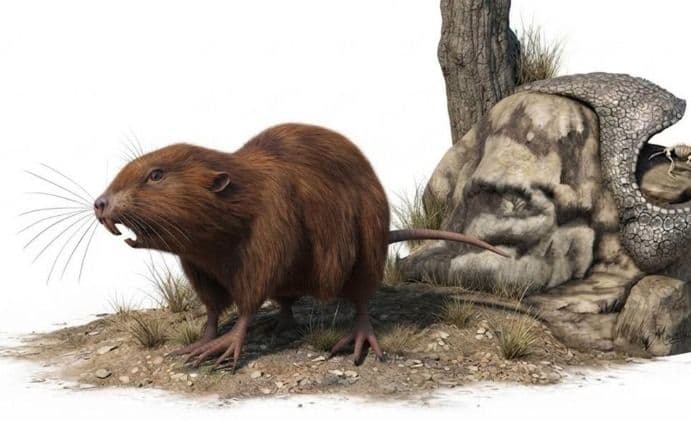 Fotografía de Descubren en Chuquisaca un fósil de uno de los roedores más antiguos