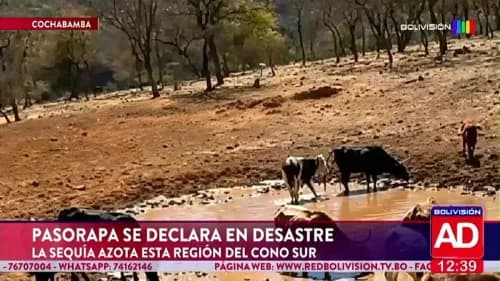 ¡Nueve meses sin lluvia! La sequía golpea a Pasorapa y pone en riesgo al ganado