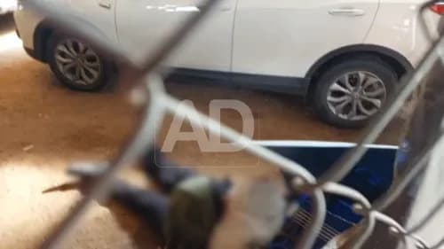 hombre acribillado frente al zoológico de Santa Cruz