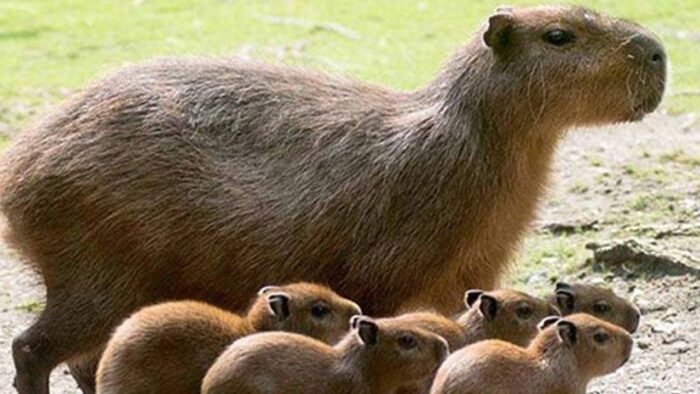 El Capibara es el animal más amistoso del mundo? - Bolivisión