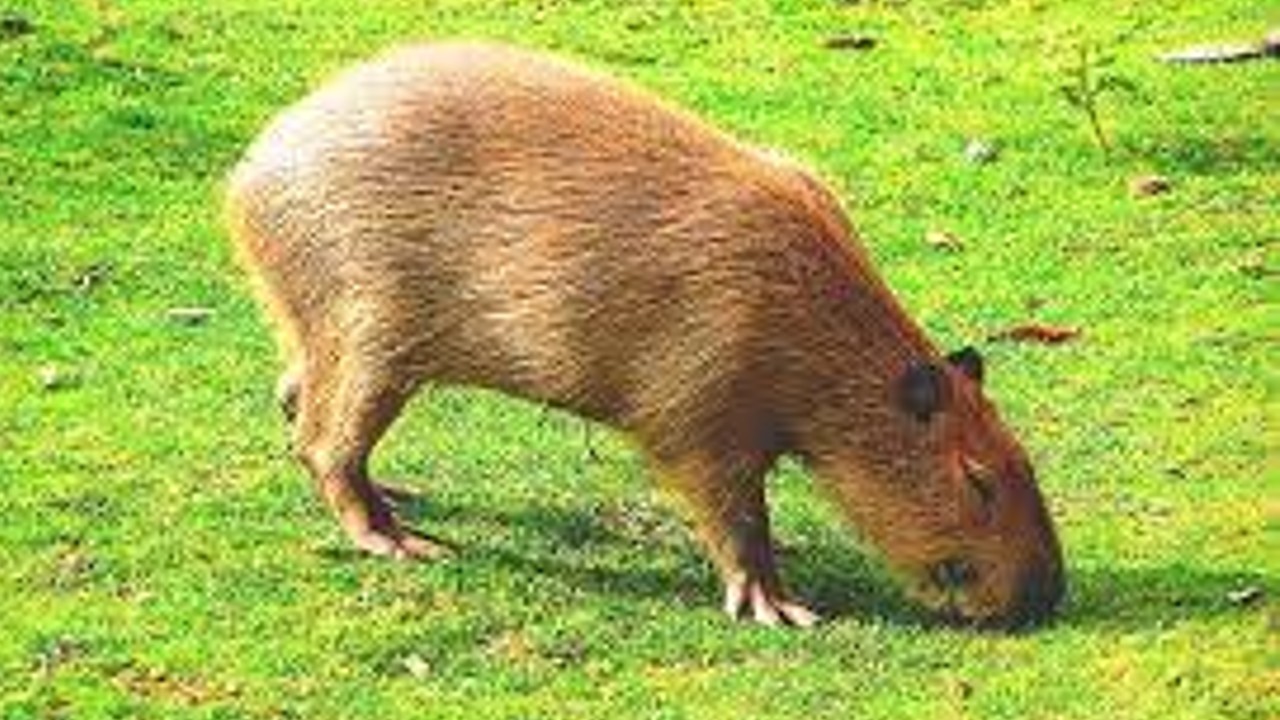 El Capibara es el animal más amistoso del mundo? - Bolivisión