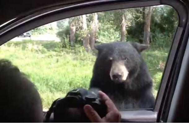 ¡Terror! Familia entra en pánico luego que oso salvaje abre la puerta del auto