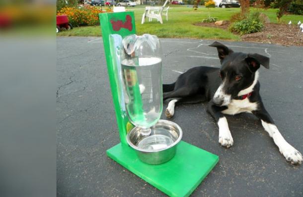 Así es como puedes hacer un recipiente que se autorellena con agua para tu mascota